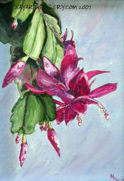 Christmas Cactus