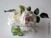 winter white roses